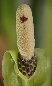Image result for Zamiokulkas Zamioculcas