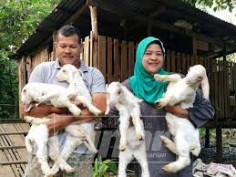 Need to translate anak kambing from indonesian? Anak Kambing In English