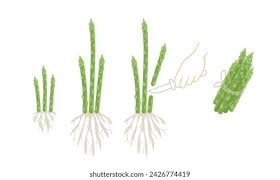 Image result for Asparagus petersianus