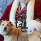 Pet Photos with Santa event in Salisbury, NC