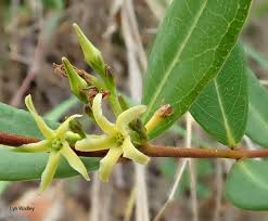 Image result for Cryptolepis oblongifolia