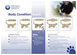 Is My Cat Overweight Chart How To Detect Cat Obesity