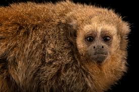Rio Mayo Titi Monkey (Callicebus oenanthe)