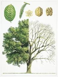 Image result for Juglandaceae