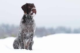 Do german shorthaired pointers have dew claws? Can Pointers Stay Outside In The Cold Embora Pets