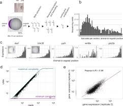 All organisms are made up of cells (or in some cases, a single cell). Spatio Temporal Mrna Tracking In The Early Zebrafish Embryo Nature Communications