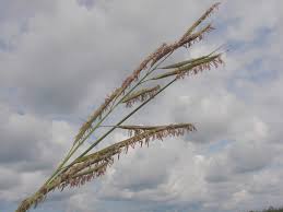 Image result for Sporobolus bechuanicus