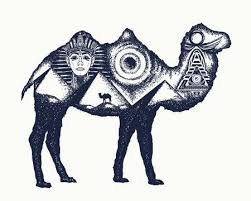 Double humped camel ride at hunder in nubra valley of laddakh the cold desert.these mongol breed bacterian camels of cold. Pin On 1