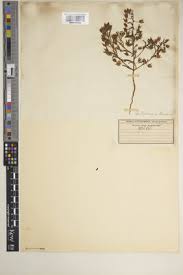 Image result for Anticharis senegalensis