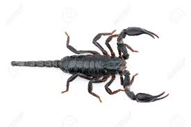Males usually have larger pectines than females. Image Of Emperor Scorpion Pandinus Imperator On A White Background Stock Photo Picture And Royalty Free Image Image 108445683