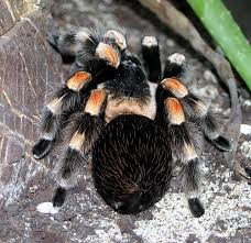 Image result for pokoutnik st job 