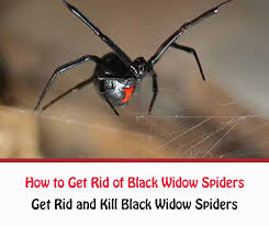 These spiders, including this sicarius terrosus, have a venom so dangerous it can kill tissue, thin blood and. Black Widow Spiders How To Get Rid Of Female Black Widows Naturally Getridofallthings Com