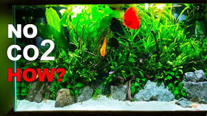 Aquascape ini lebih saya tekankan untuk ukuran kecil saja. 8 Jenis Tanaman Aquascape Tanpa Memerlukan Co2
