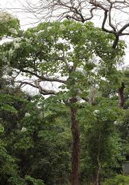 Image result for Vernicia