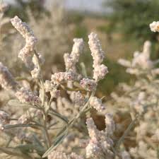 Image result for Aerva