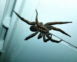 Pennywise Spider By Orsatursusactos On Deviantart This is the final spider form. deviantart