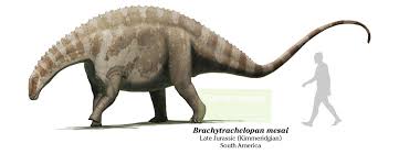 Image result for Brachystephanus