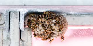 We are the bee prevention & removal experts. How To Get Rid Of Insects And Pests Heloise Hints