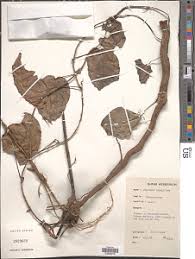 Image result for Dioscorea minutiflora