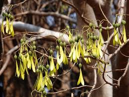 Image result for Hernandiaceae