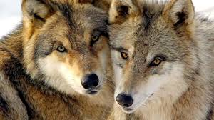 They are usually shy and cautious the most common type of wolf is the gray wolf, or timber wolf. French Farmers Raise Hackles Over Help For Wolves World The Times