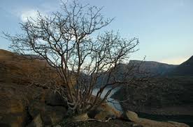 Image result for Ficus tettensis