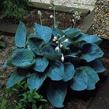 All orders are custom made and most ship worldwide within 24 hours. Hosta Plantain Lily Green Select Perennials Mayfield Nursery