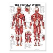 Print human muscle and bones. The Muscular System Anatomical Chart