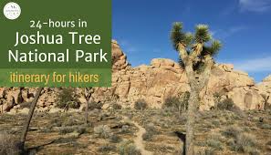 If you are traveling to joshua tree national park, this quick little walk to a garden of ridiculously adorable cactus should be on your list. Trees And Tents