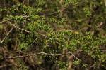 Image result for Grewia microcarpa
