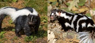Skunks (in the united states, occasionally called polecats) are mammals best known for their ability to secrete a liquid with a strong, foul odor. Florida Wildlife With Ali Striped And Spotted Skunks Osprey Observer