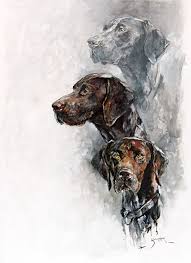 german shorthair pointer heads study drawn in charcoal on transparent gesso on yupo ultra 252 gsm sheet 915 x 655 mm winter 2 dog paintings dog art dog drawing