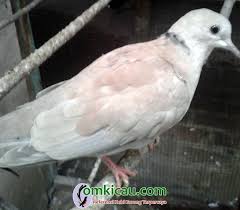 Walaupun tidak seratus persen akurat. Hw Bird Farm Ngawi Beternak Puter Pelung Itu Mudah Dan Prospektif Om Kicau