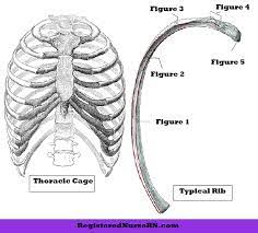 The ribs are a set of 12 pairs bones which form the protective 'cage' of the thorax. Rib Bone Anatomy Quiz