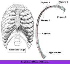 They include the bones of the head, vertebral column, ribs and breastbone or sternum. Rib Bone Anatomy Quiz