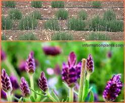 الخزامى او اللافندر Hyacinthus قسم النبات العطري نبات عطري انواع الاسماك مع الصور معلوماتية نبات حيوان اسماك فوائد Plants