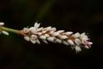 Image result for Persicaria madagascariensis