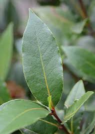 Laurus Nobilis
