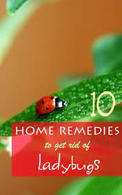 Home Remedies To Get Rid Of Ladybugs Home Remedies Remedies Home Remedies Beauty