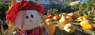 Abc tree farms and pick of the patch pumpkins is a third generation family owned and operated business and farm that started over. Magnolia Pumpkin Patch Huge Pumpkins In Seattle Seattle Bloggers