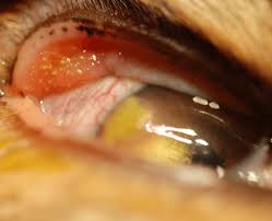 The only corneal ulcers that we see are those that are symptomatic enough to be noticed. Feline Eosinophilic Keratitis Mspca Angell