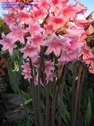 This Bulb Flowers Later Ain The Summer August 1st In No Ca The Leaves Have Bulb Flowers Beautiful Flowers Garden Beautiful Flowers