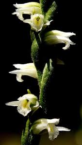 One sniff of its clusters of small blooms will tell you why this perennial is so popular! Featured Orchids Of The Great Lakes