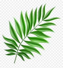 We did not find results for: Green Palm Leaf Png Palm Leaf Clipart Png Transparent Png Vhv