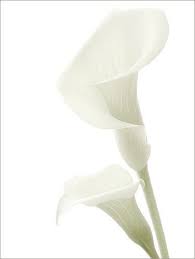 White Calla Lily Elegant Sleek And Versatile Calla Lilies Are Available In Variety Of Colors Mini Callas Often White Flowers Calla Lily Trendy Flowers