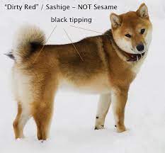 Shiba Inu Coats 101 My First Shiba Inu Shiba Inu Shiba Shiba Inu Puppy