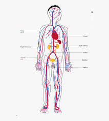 Download as docx, pdf or read online from scribd. Body Systems Map Png Free Body Systems Map Png Transparent Images 130390 Pngio