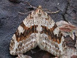 Image result for Trichopteryx