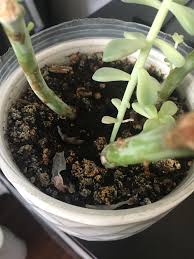 Check spelling or type a new query. Orange Stuff Growing On The Soil Of My Succulents Whatisthisthing