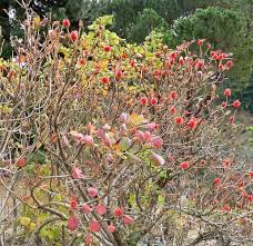 Image result for Greyia